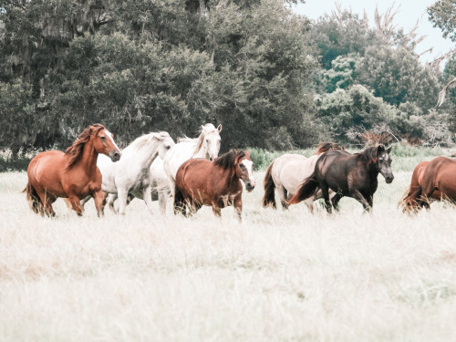 A day the sanctuary horses were running free across the fields. There is something deeply spiritual 