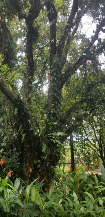 wideeyedandalive: 100 year old mango tree