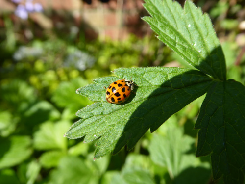 So many ladybirds in my garden right now! They aren’t, yet, making what you’d call inroads into the 