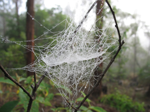 sequence4: Spiderwebs in fog 16 (by Colinmo)