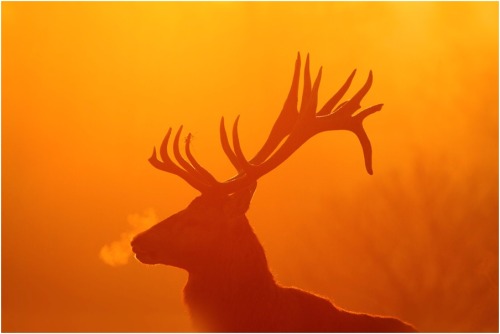 Porn Pics Dawn silhouette (Red Deer stag at sunrise)