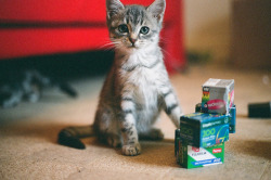 priveting:  miow by Fieldy. on Flickr. 