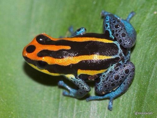 bunchros:  Poison Dart Frogs  Colorful