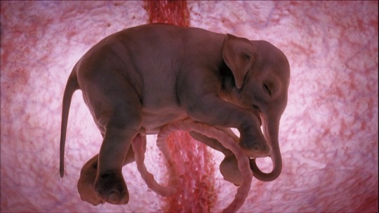 15 Mesmerizing Photographs of Animals in the Womb