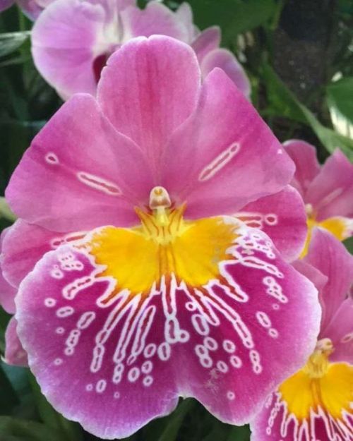 At the Santa Barbara orchid show #orchid #santabarbara #california #closeup #pink #flower #tropical 