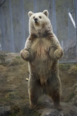 fridaybear:  Friday! Friday! Friday! Make the weekend a good one. :D 