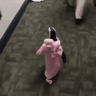 catgifcentral:Penguin Is Pretty in Pink