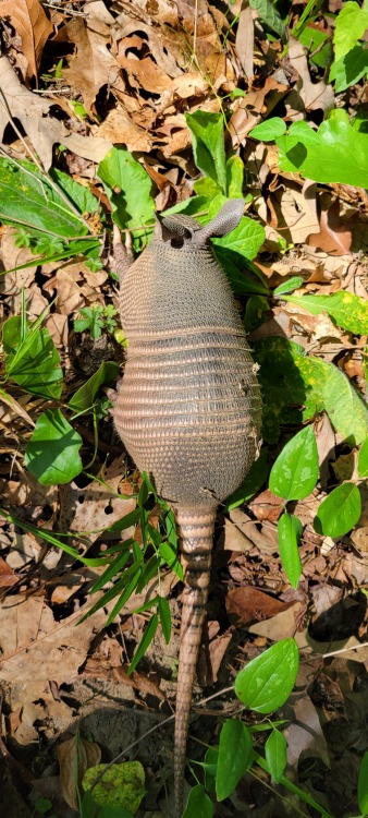 thetinybutimportantthings: A young 9 banded armadillo (Dasypus novemcinctus) I captured at work toda