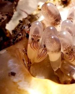 sciencealert: These crazy cute cephalopod babies were discovered hidden inside a sea shell 😍 Due to the shape of the eggs, we suspect they’re baby octopuses, but if you’re a teuthologist (officially or unofficially), please do correct us if that’s