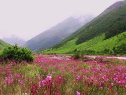 sixpenceee:  Valley of Flowers National Park is an Indian National Park, located at a height in West Himalaya. It is renowned for its meadows of flowers.For more extraordinary posts about the world follow sixpenceee