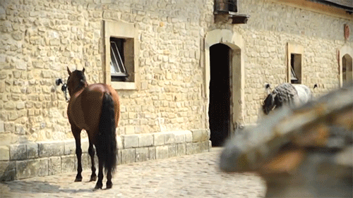 ladydressage: transperceneige:  Mario Luraschi’s horses [X]  I can’t even explain how happy this mad