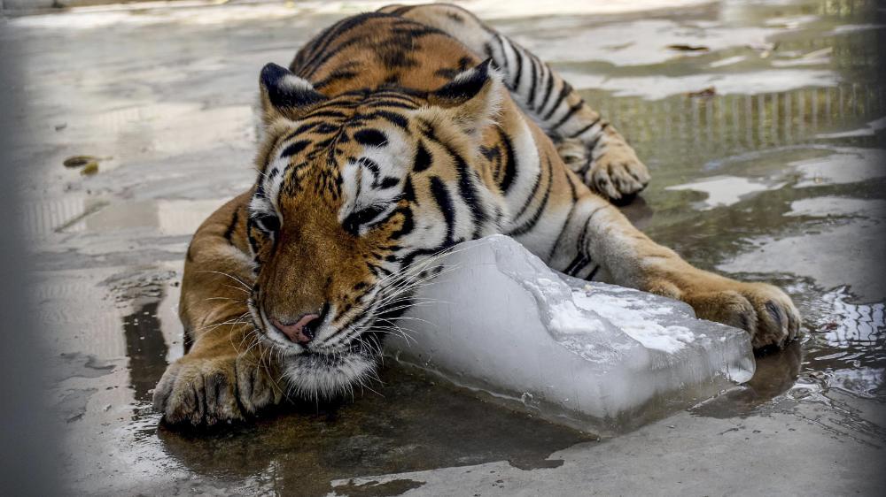 vicenews:  In Photos: Trying to Beat the Heat Wave That Has Already Killed Hundreds