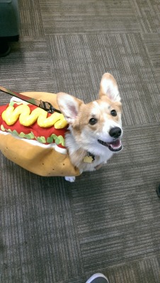 corgidean:  Snuck the corgdog into work today!