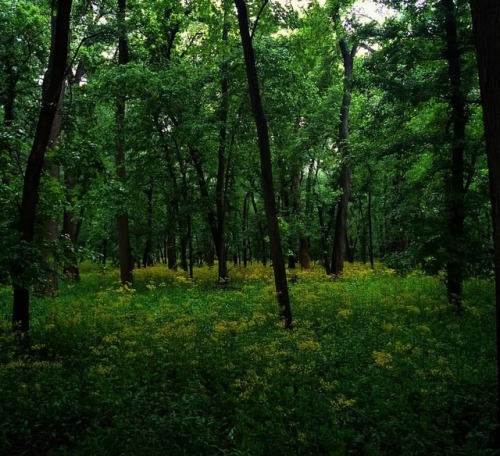 A fantastic floodplain hike in Missouri. #botanizing #nature #midwestlife #floodplain #senecio #biod