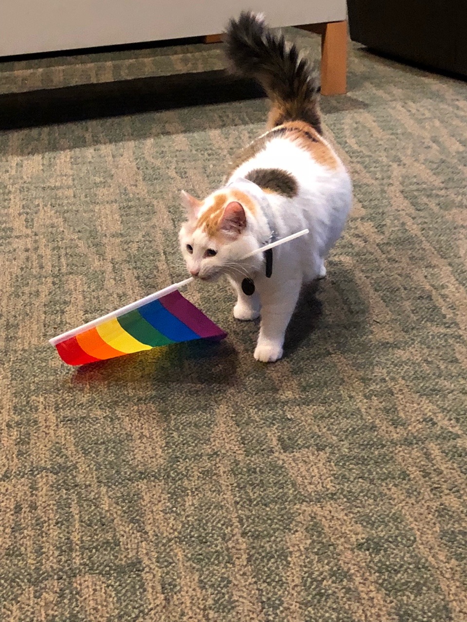 2nosfera2:  gay pride cat 