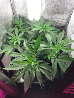 strainbrainer:weed pot 420 marijuana herb