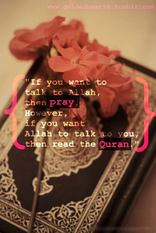 If You Want to Talk to Allah““If you want to talk to Allah, then pray. However, if you want Allah to talk to you, then read the Quran.””
www.IslamicArtDB.com » Photos » Photos of Plants » Photos of Flowers
Originally found on: guidedhearts