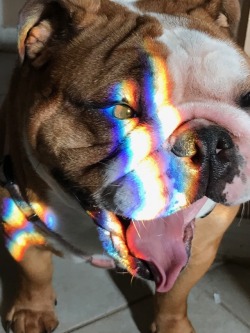 🐶😍🌈