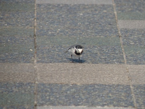 ハクセキレイ   japanese pied wagtailTown Birds ～ 街の鳥  ArchiveTown Sparrow ～ 街のすずめ　Archive