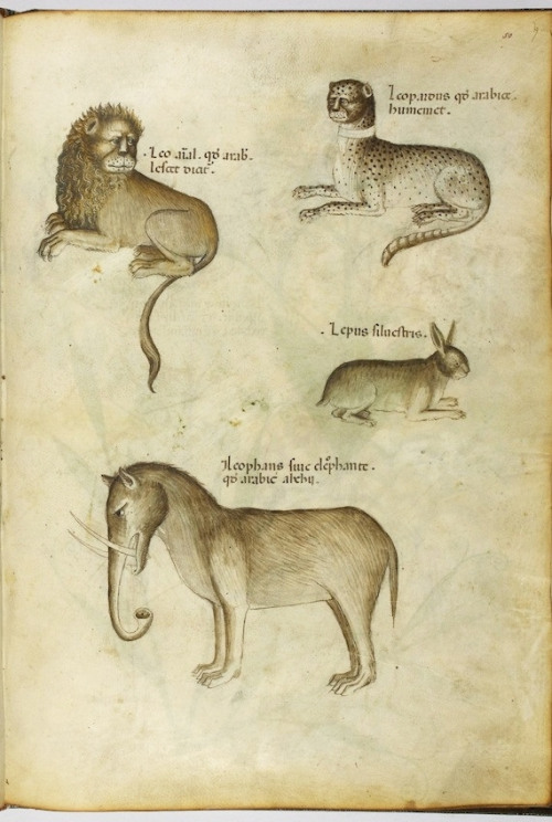 Illustration of a lion, leopard, rabbit, and elephant from memory/description, taken from Tractatus 