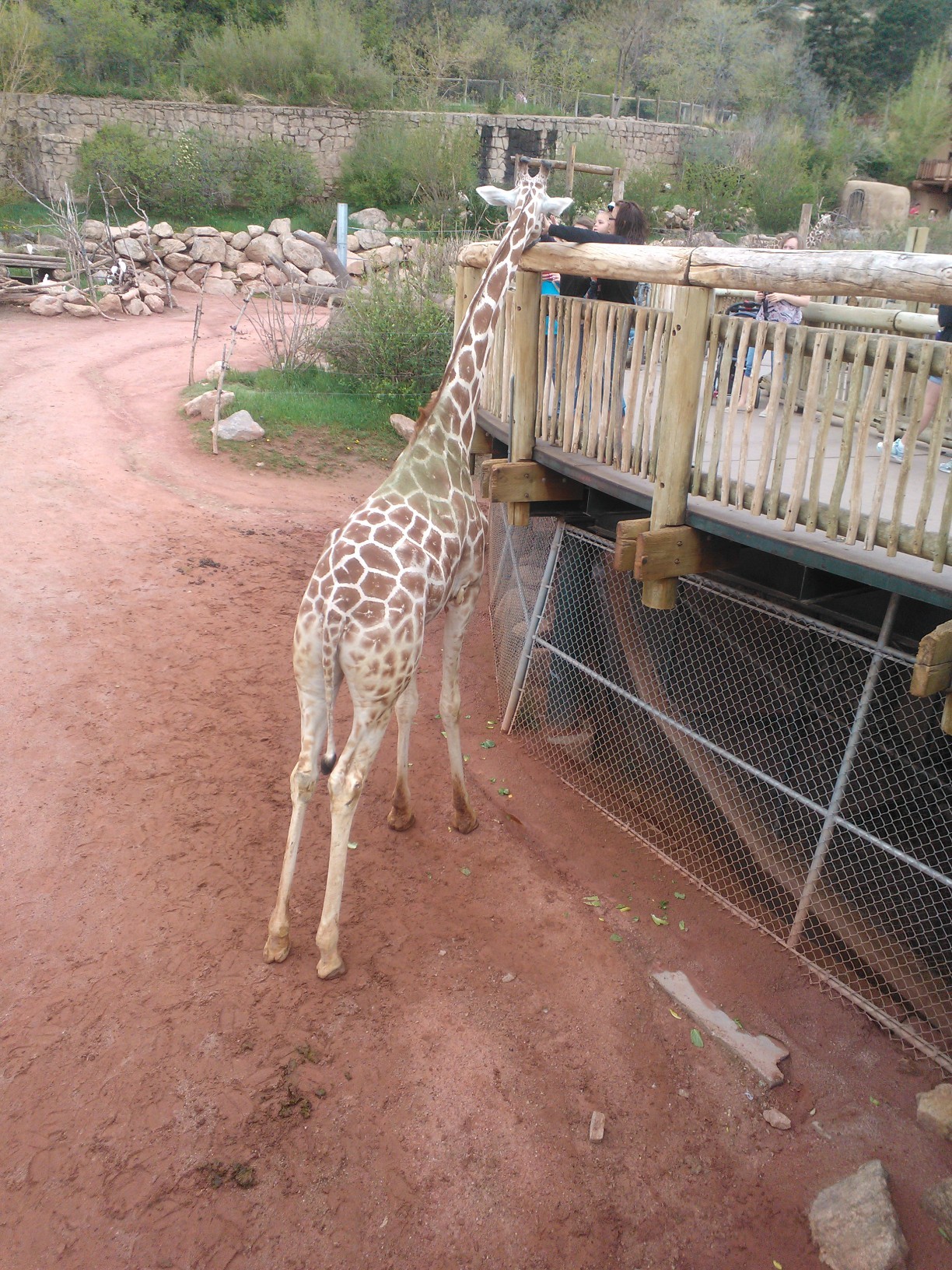 Went to the zoo today!  I got to feed giraffes today and it was the best thing ever.