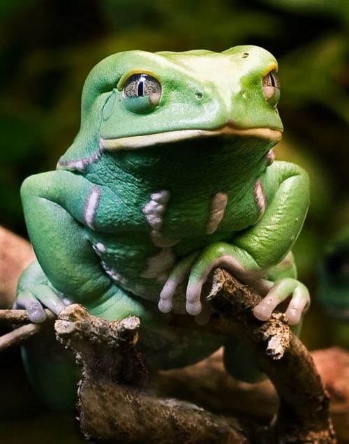 scarlettglaciers:  “I’ll kill your whole family” - Frog