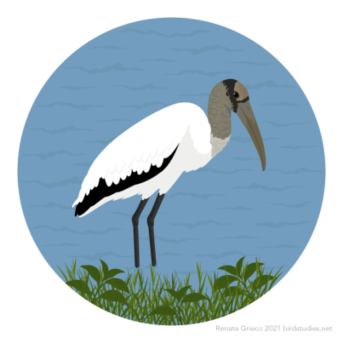 December 20, 2020 - Wood Stork (Mycteria americana)These storks are found in the southern United Sta