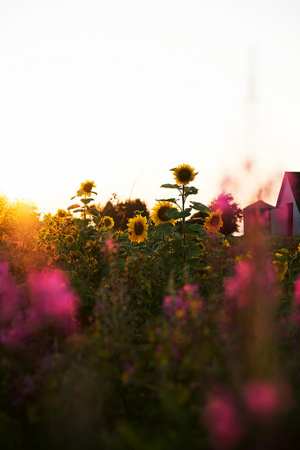 wild-souls:  x