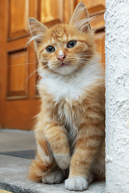 cybergata:autumn by ©Andrey on Flickr.