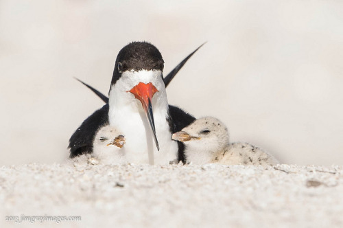 spx808:(via Black Skimmer with newly hatched chicks | Flickr - Photo Sharing!)