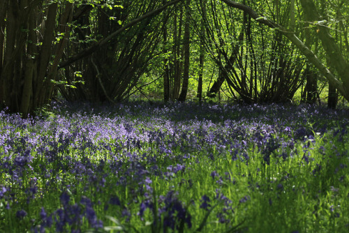 Bluebell Woods by Jodie Mellowship