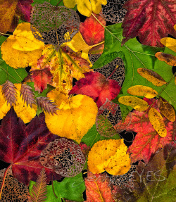 &ldquo;Equinox&rdquo; I thought I&rsquo;d assemble some of the colorful leaves in my backyard-jerrysEYES