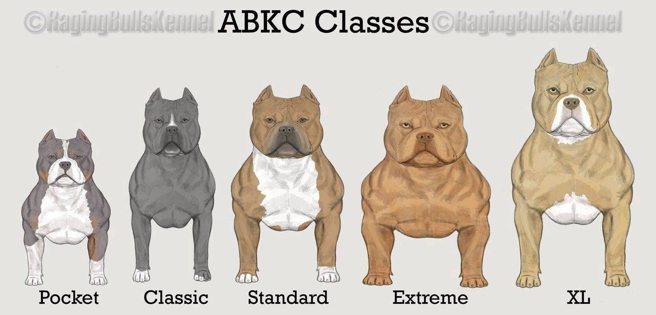 No Next Question on X: American XL Bully dogs will be officially