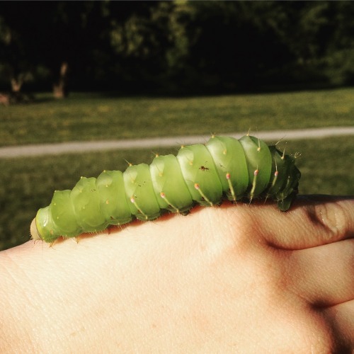 lovelyinsects:Luna Moth Caterpillar! ( the adult moth doesn’t eat, but instead lives on the food ene