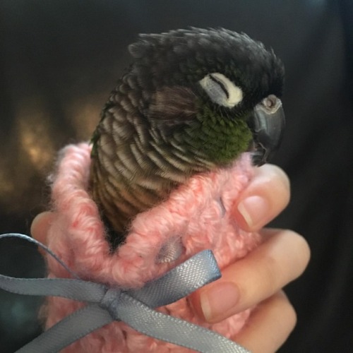 Maybe it’s too warm to wear a sweater but Matcha likes it anyway#matcha #matchamanju #conure #gree