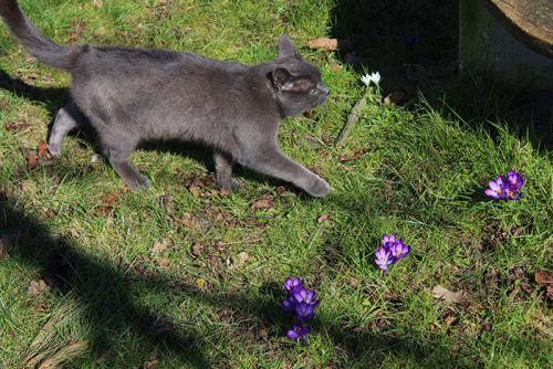 Cat Wanda discovers the beauty of spring.(crocuses)