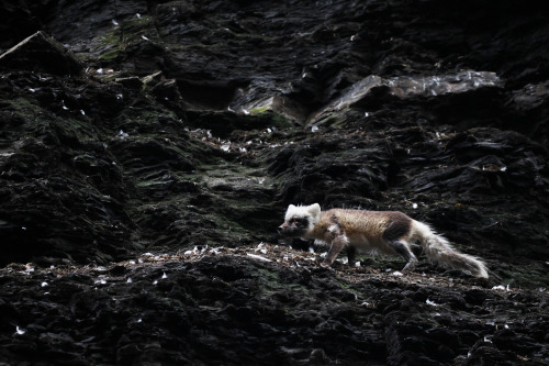 An Arctic Fox hunting Kittiwakes at Diskobukta. 