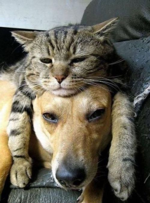 tastefullyoffensive:Cats Using Dogs as Pillows (images via bored panda)Previously: Puppies That Look Like Teddy Bears