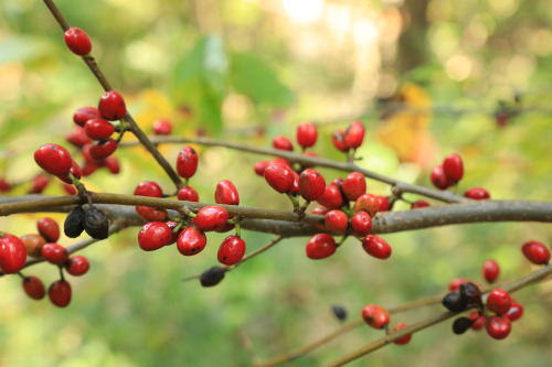  Appalachia’s Autumn Bounty, Panel 2: Nature’s final push before the killing frost of October. 