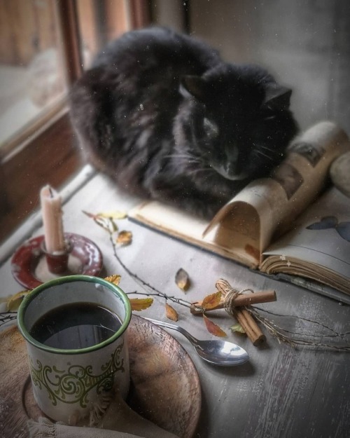 andantegrazioso:Tea, cinnamon and cats | silvinasoave