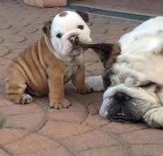 danlhowell66:  And people say bulldogs aren’t cute