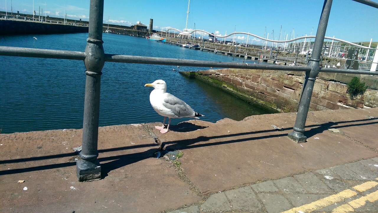 Hungry seagulls greedily watches me eat my pie&hellip;