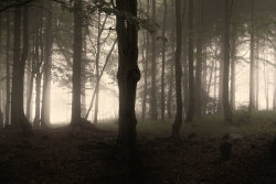 radivs:  Misty Forests  1 | 2 | 3 | 4   by Karolina V.  