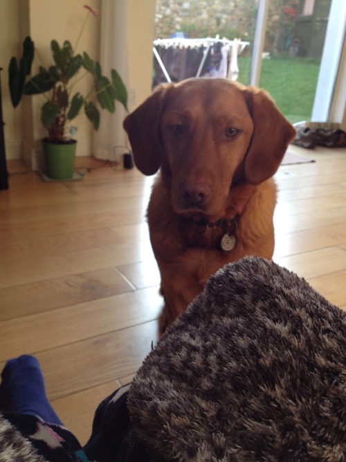 handsomedogs: This is Fletcher, my six year old lab cross. ❤️ @spring-in-the-dark