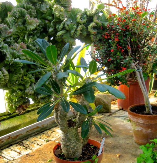 Madagascar palm, crown of thorns grown as a standard, and…what are those twisty succulents? T