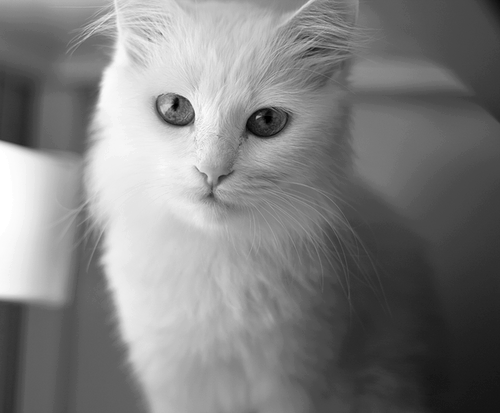 mademoiselle katze