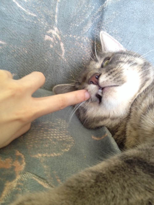 this is mio and he likes crackers(submitted by @mintycats)