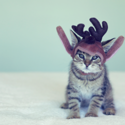 mymixify:  It’s the most wonderful time of the year. So get in the spirit. Just like this festive feline. 