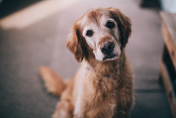dalyproof:  Sure, kittens are cute and all..but what about the love and wisdom of old dogs? 