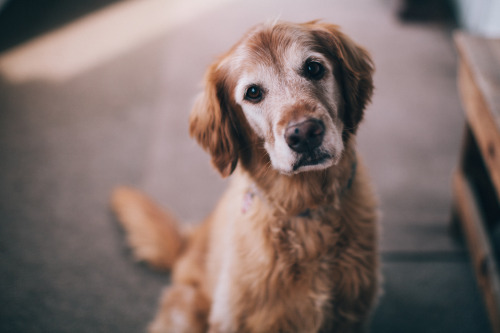 dalyproof:Sure, kittens are cute and all..but what about the love and wisdom of old dogs? 